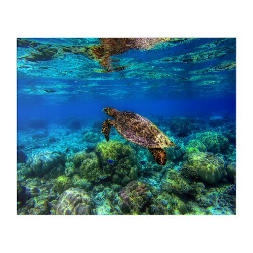 Undersea Tropical Sea Turtle Coral Acrylic Print