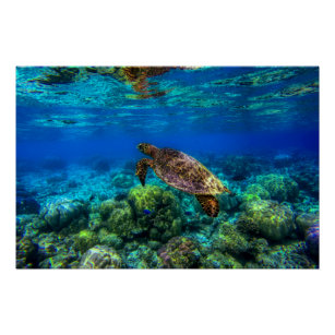 Undersea Tropical Sea Turtle Coral Poster