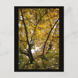 Underside of Yellow Leaves in Fall Mini Print Postcard