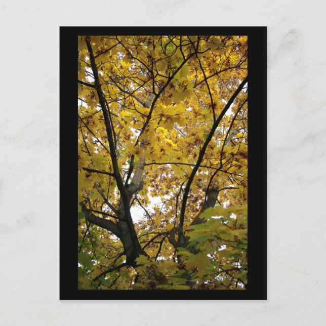 Underside of Yellow Leaves in Fall Mini Print Postcard (Front)