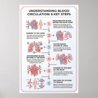 Understanding Blood Circulation: 6 Key Steps Poster