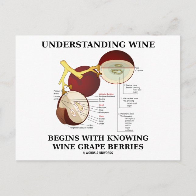 Understanding Wine Begins With Knowing Wine Grape Postcard (Front)