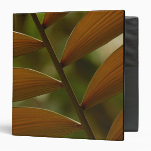 Understory palm detail. Mindo Cloud Forest. Binder