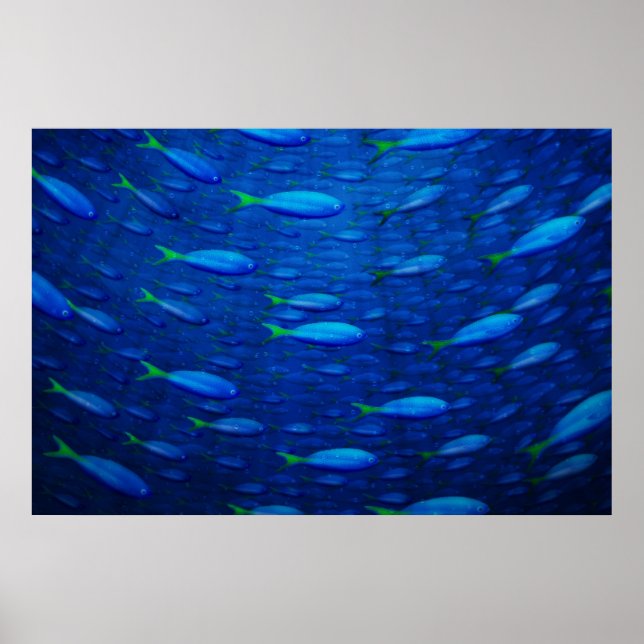 Underwater 4 poster (Front)