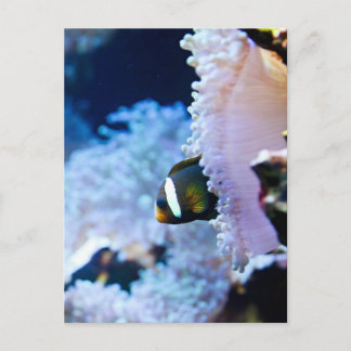 Underwater background postcard