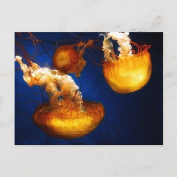 Underwater Ballet Postcard by thehatch at Zazzle