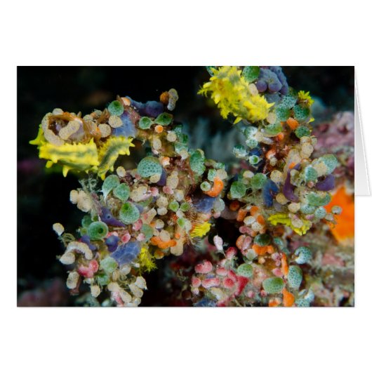 Underwater beauty (Front Horizontal)