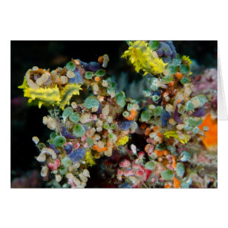 Underwater beauty cards