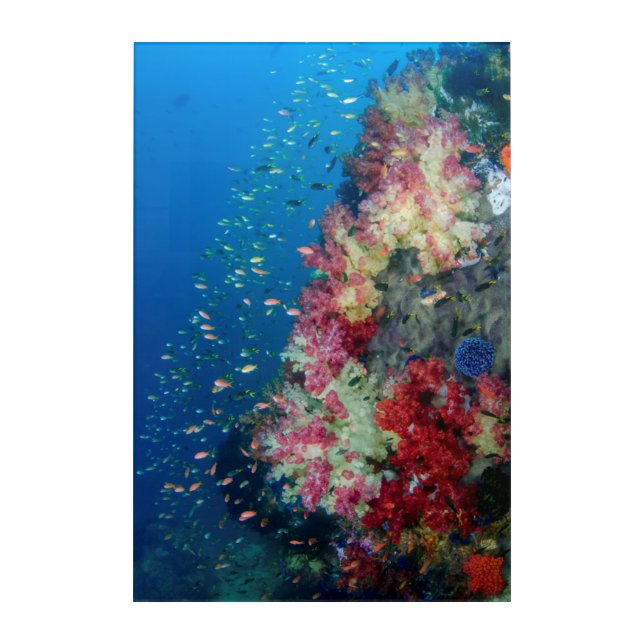 Underwater coral reef, Indonesia Acrylic Print (Front)