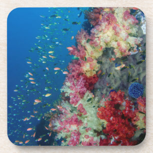Underwater coral reef, Indonesia Coaster