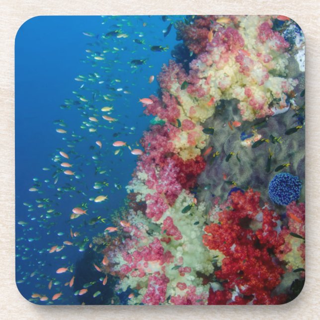 Underwater coral reef, Indonesia Coaster (Front)