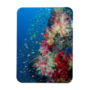 Underwater coral reef, Indonesia Magnet