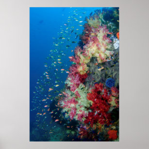 Underwater coral reef, Indonesia Poster