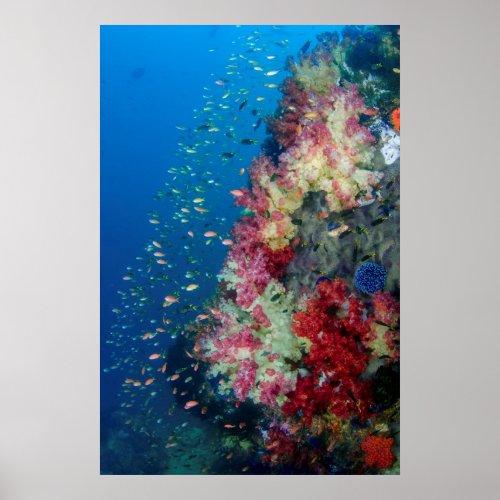 Underwater coral reef Indonesia Poster