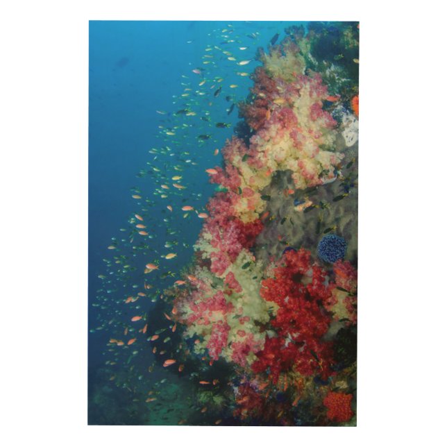 Underwater coral reef, Indonesia Wood Wall Art (Front)