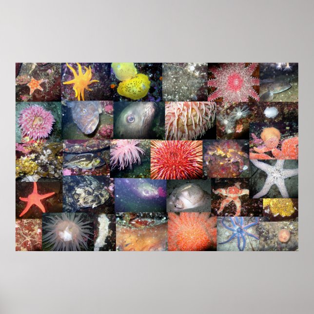 Underwater Creatures Collage - Fine Art Print (Front)