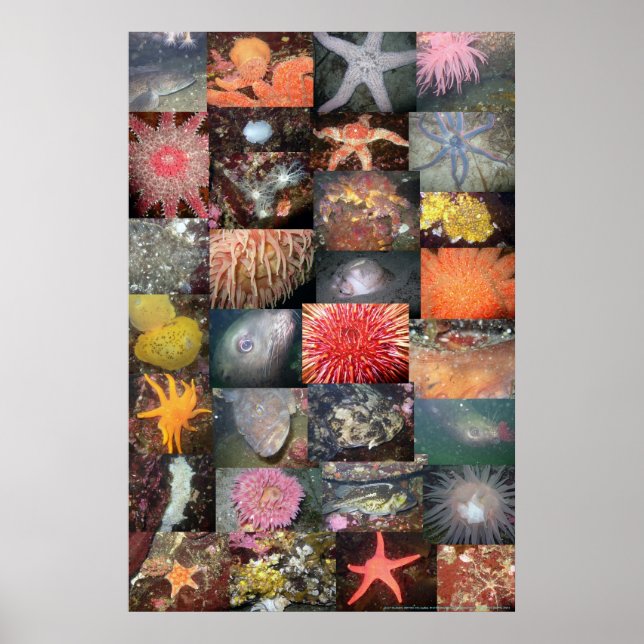 Underwater Creatures Collage - Fine Art Print (Front)