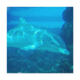 Underwater Dolphin Invitations