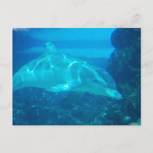 Underwater Dolphin Postcards (Front)
