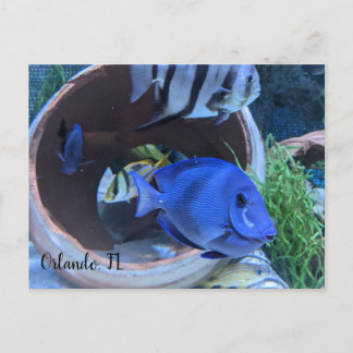 Underwater Greeting Postcard