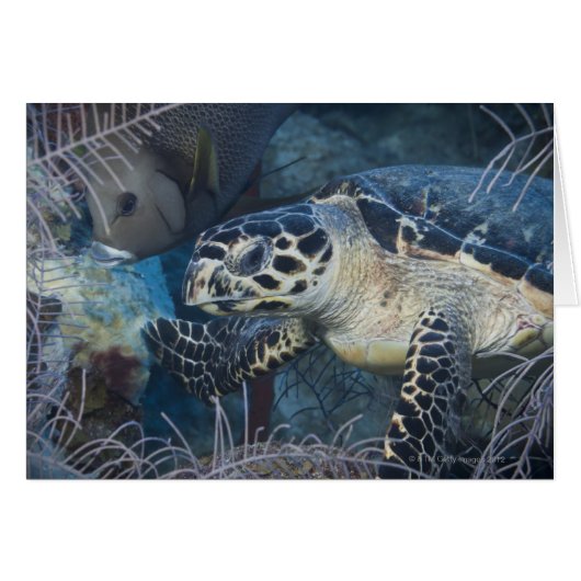 Underwater Life: A Hawksbill Sea Turtle (Front Horizontal)