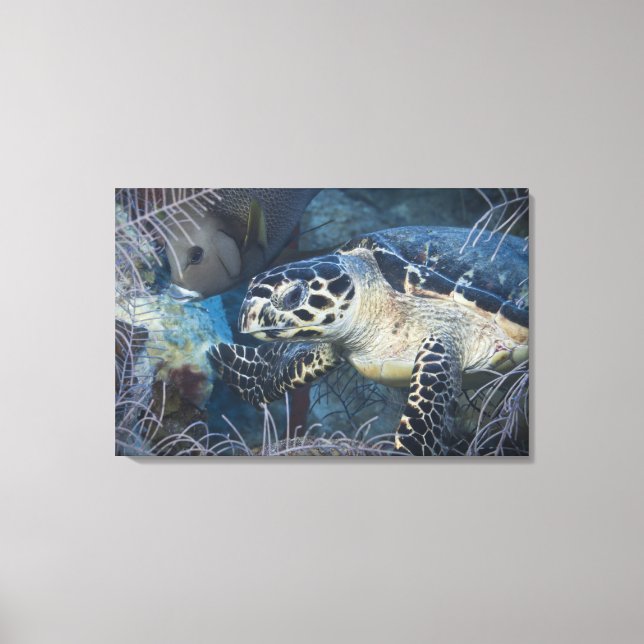 Underwater Life: A Hawksbill Sea Turtle 2 Canvas Print (Front)