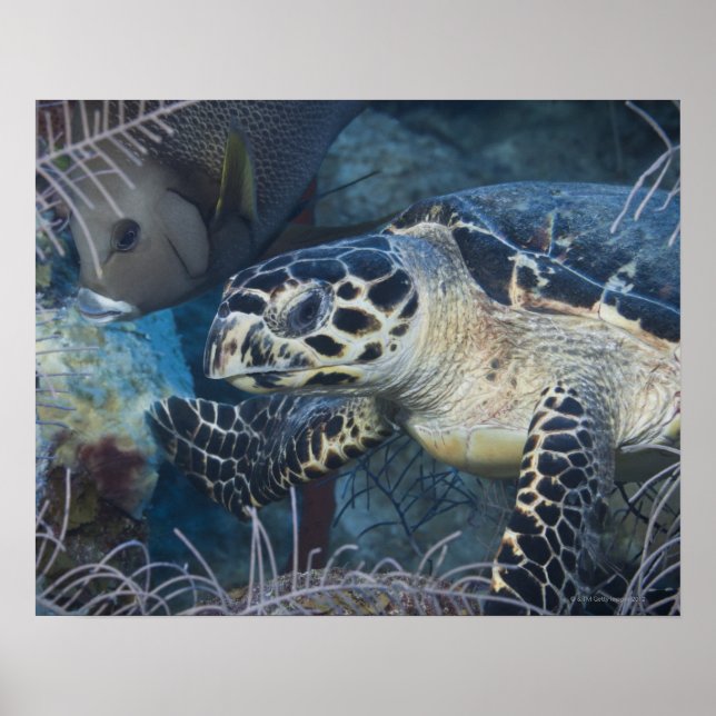 Underwater Life: A Hawksbill Sea Turtle Poster (Front)