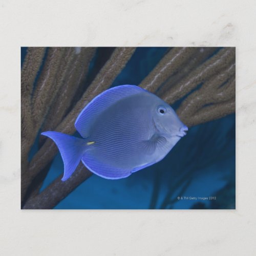 Underwater life Acanthurus coeruleus with sea Postcard