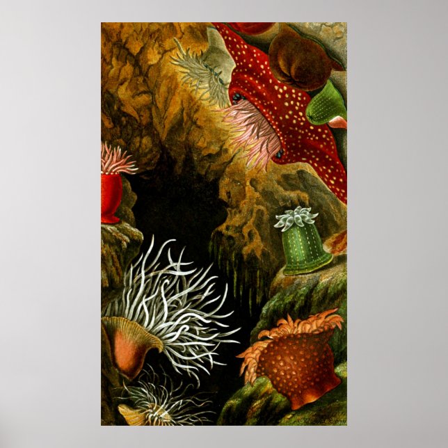 Underwater Life Eight Of Ten Poster (Front)