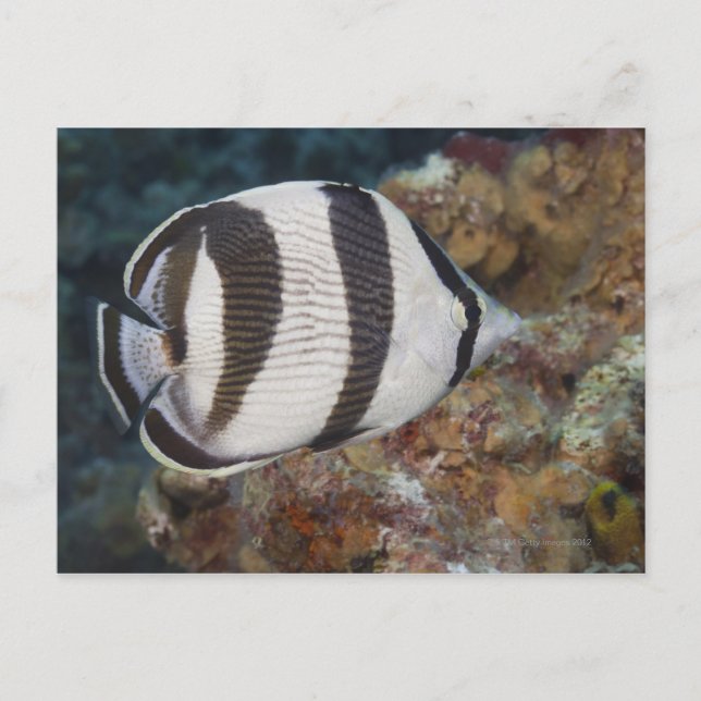 Underwater Life; FISH:  A Banded Butterflyfish Postcard (Front)