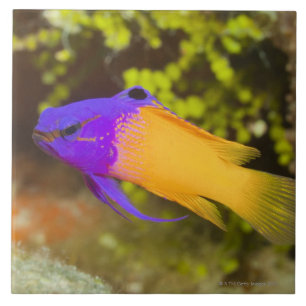 Underwater Life, FISH: a colorful Fairy Basslet Ceramic Tile