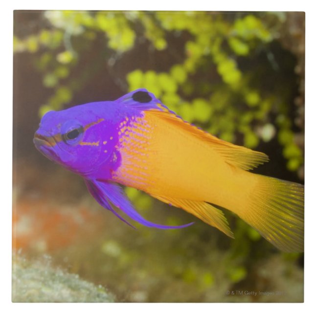 Underwater Life, FISH:  a colorful Fairy Basslet Ceramic Tile (Front)