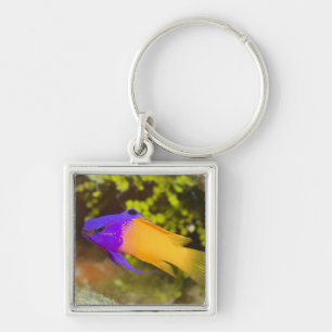 Underwater Life, FISH: a colorful Fairy Basslet Keychain