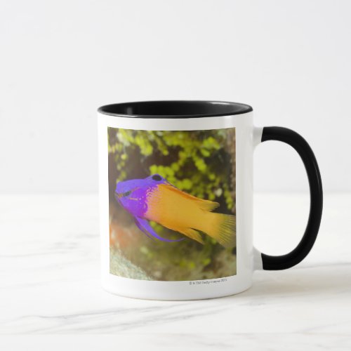 Underwater Life FISH  a colorful Fairy Basslet Mug