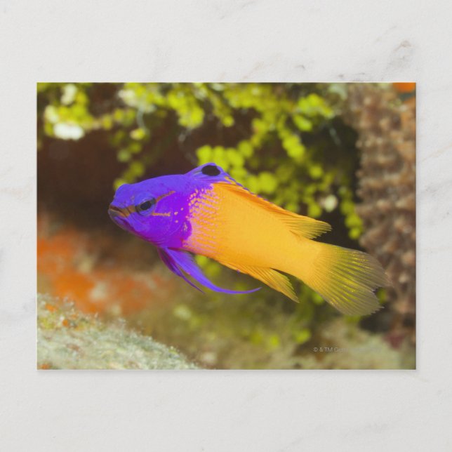Underwater Life, FISH:  a colorful Fairy Basslet Postcard (Front)