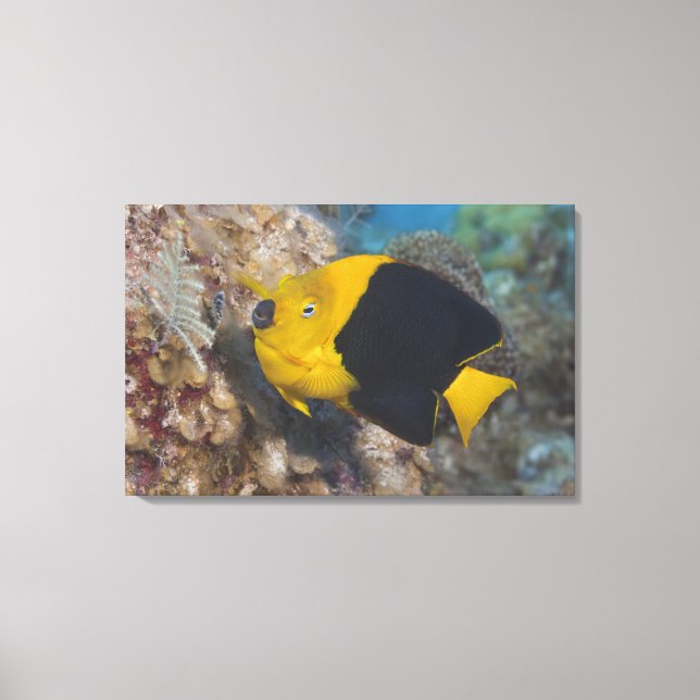 Underwater Life, FISH:  A colorful Rock Beauty Canvas Print (Front)
