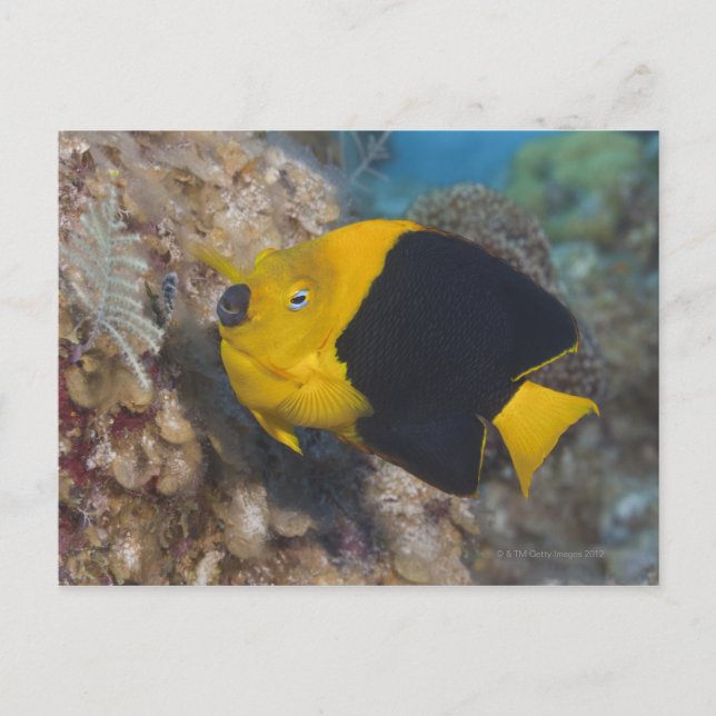 Underwater Life, FISH:  A colorful Rock Beauty Postcard (Front)