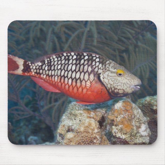 Underwater Life, FISH: a colorful Stoplight Mouse Pad (Front)