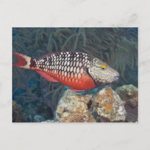 Underwater Life, FISH: a colorful Stoplight Postcard