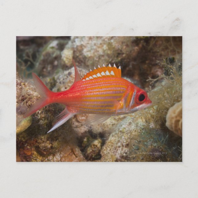Underwater Life, FISH:  a Longjaw Squirrelfish Postcard (Front)