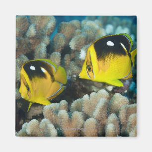 Underwater Life; FISH:  A pair of Fourspot Magnet