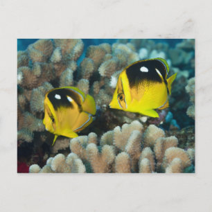Underwater Life; FISH: A pair of Fourspot Postcard