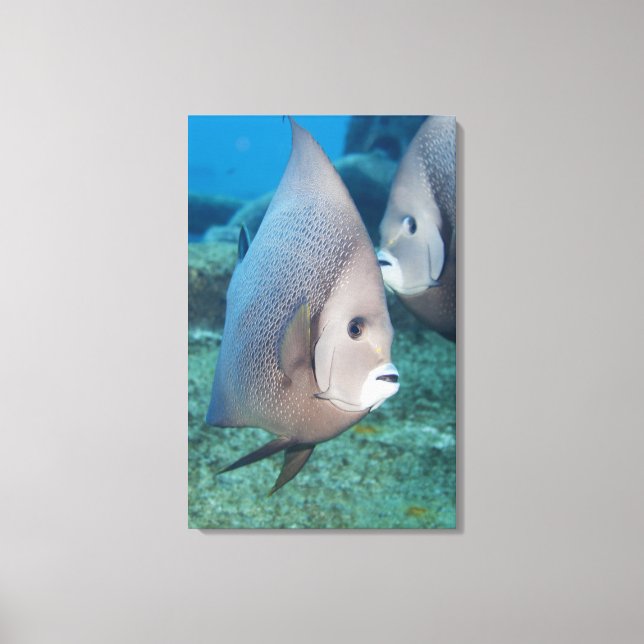 Underwater Life, FISH:  a pair of Gray Angelfish Canvas Print (Front)