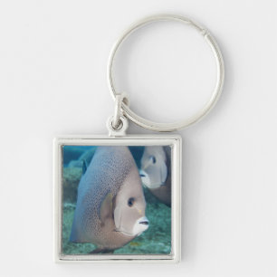 Underwater Life, FISH: a pair of Gray Angelfish Keychain