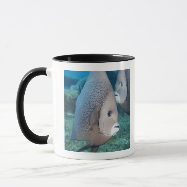 Underwater Life, FISH:  a pair of Gray Angelfish Mug (Left)