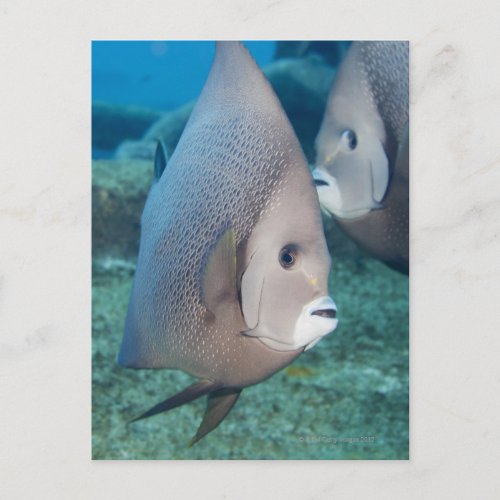 Underwater Life FISH  a pair of Gray Angelfish Postcard