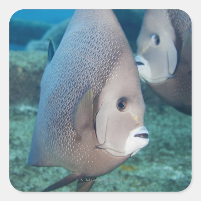 Underwater Life, FISH:  a pair of Gray Angelfish Square Sticker (Front)