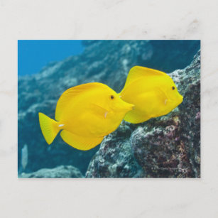 Underwater life; FISH: A Pair of Yellow Tangs Postcard