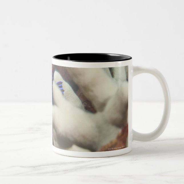 Underwater life; FISH: A portrait of a Potter's Two-Tone Coffee Mug (Right)
