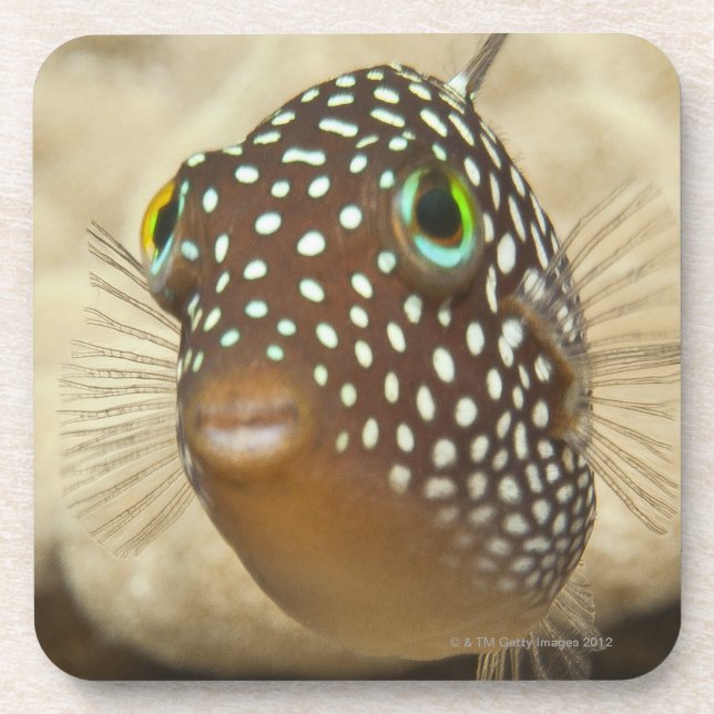 Underwater life; FISH:  Close-up portrait of a Beverage Coaster (Front)